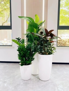 揭秘宁波绿植租摆哪家好，速来一探究竟！